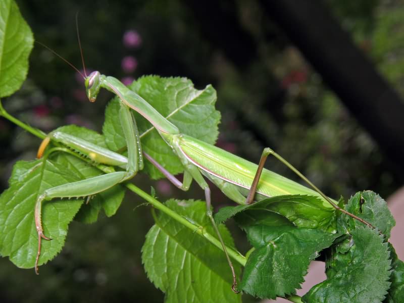 Mantis religiosa (Linnaeus, 1758)
